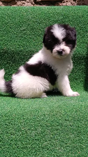 1-3 months Male Purebred Havanese