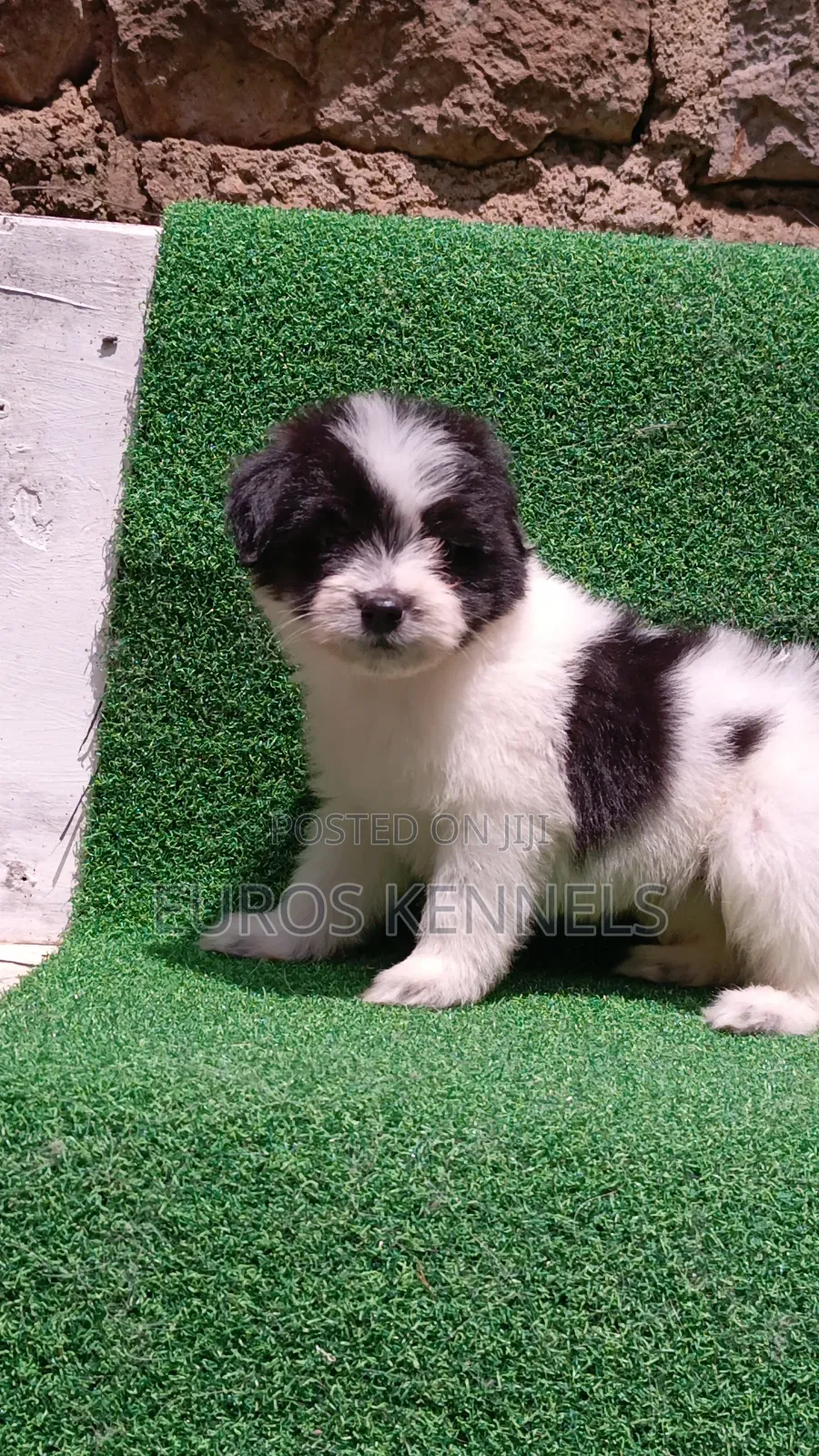 1-3 months Male Purebred Havanese