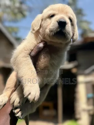 1-3 months Male Purebred Golden Retriever