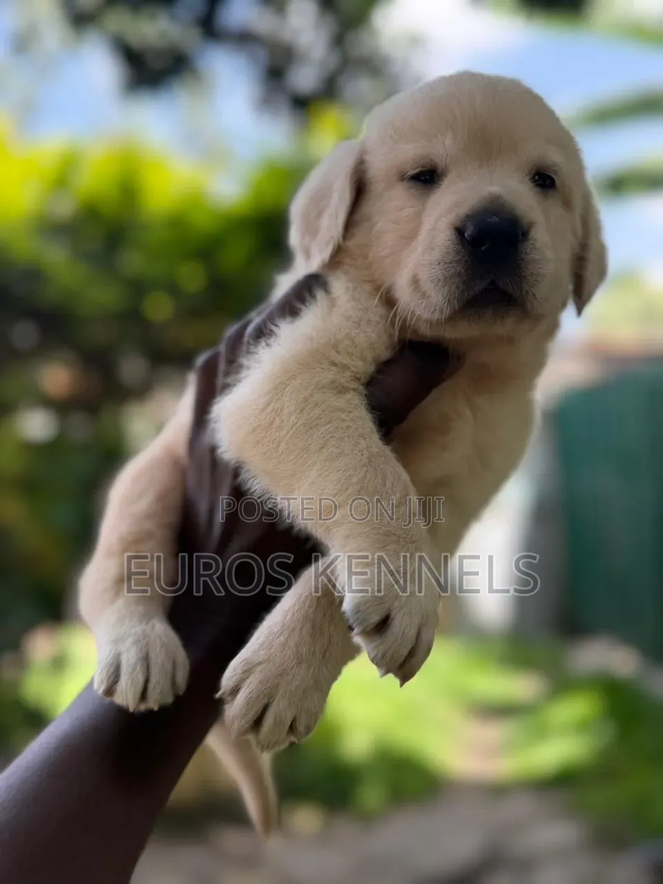 1-3 months Male Purebred Golden Retriever