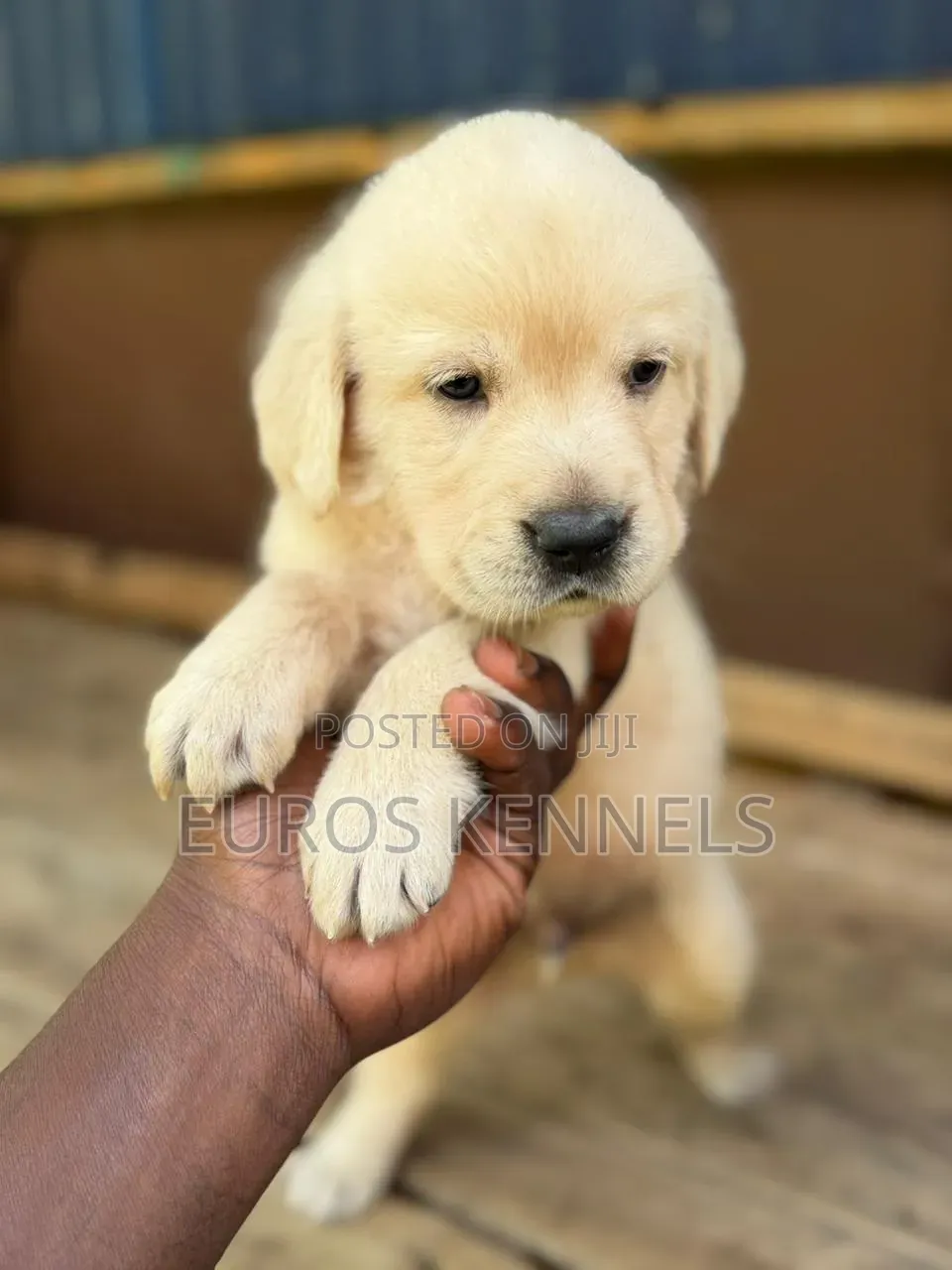 1-3 months Male Purebred Golden Retriever