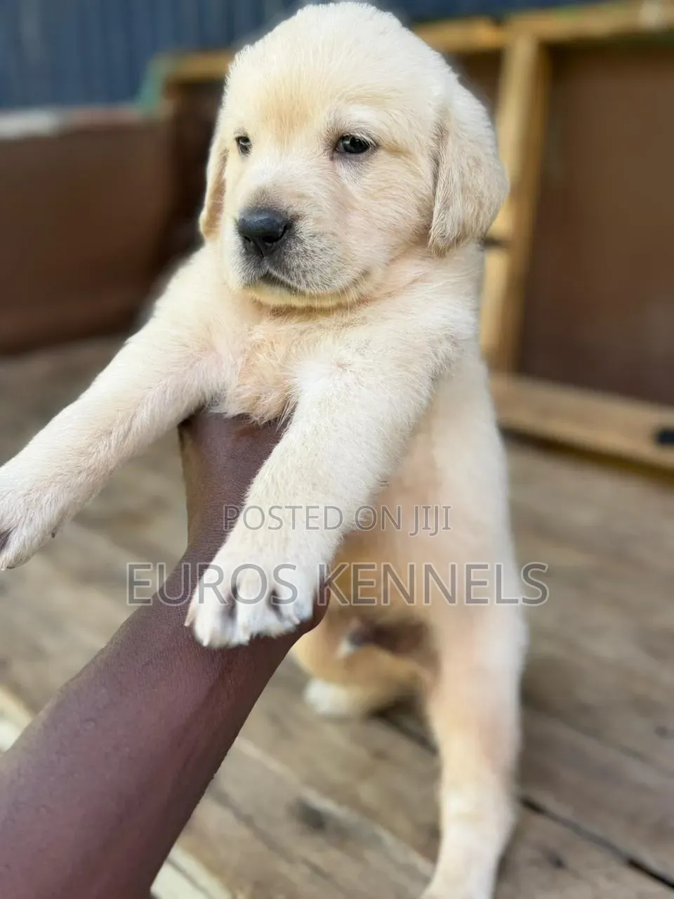 1-3 months Male Purebred Golden Retriever
