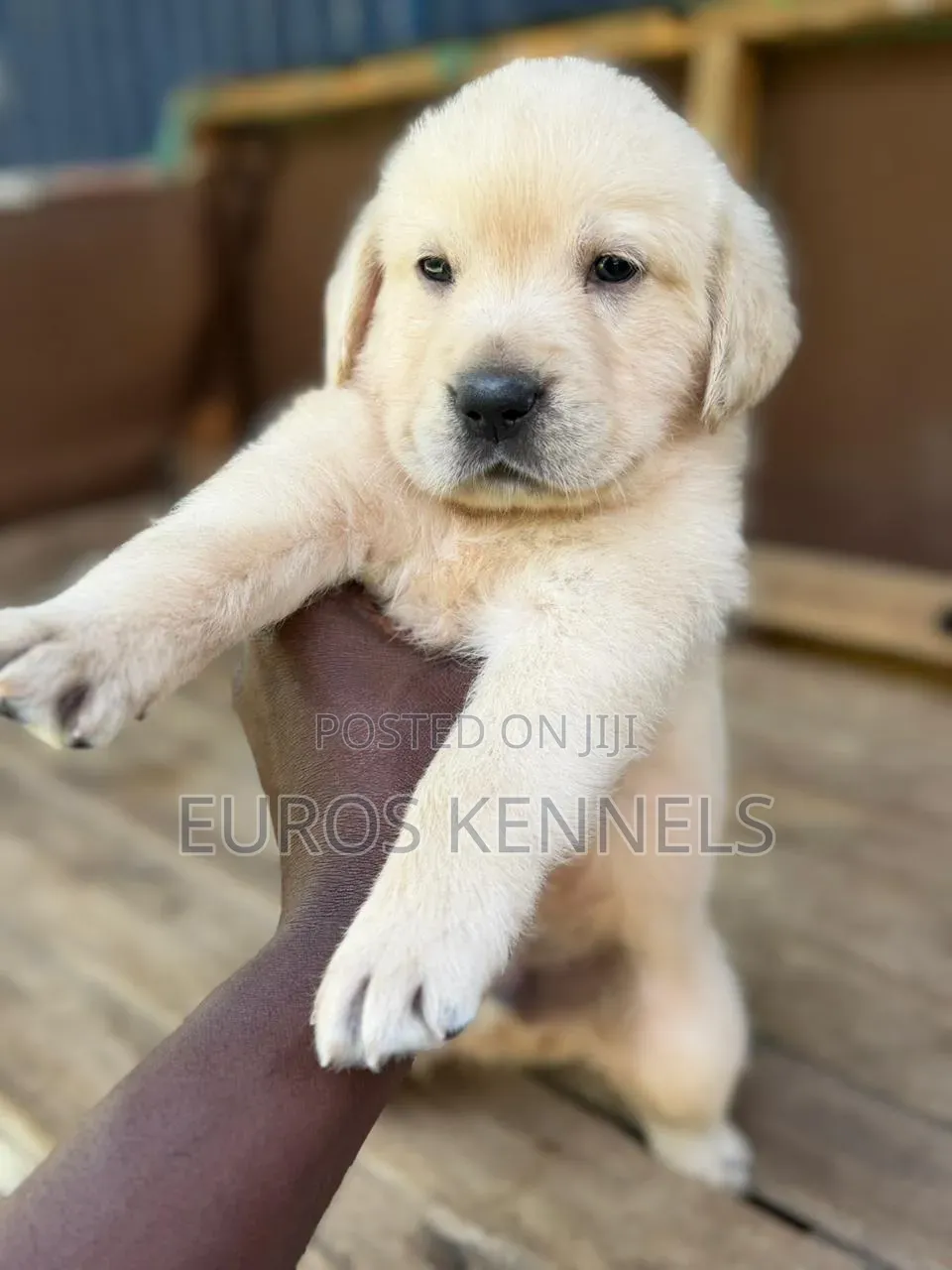 1-3 months Male Purebred Golden Retriever