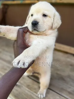 1-3 months Male Purebred Golden Retriever