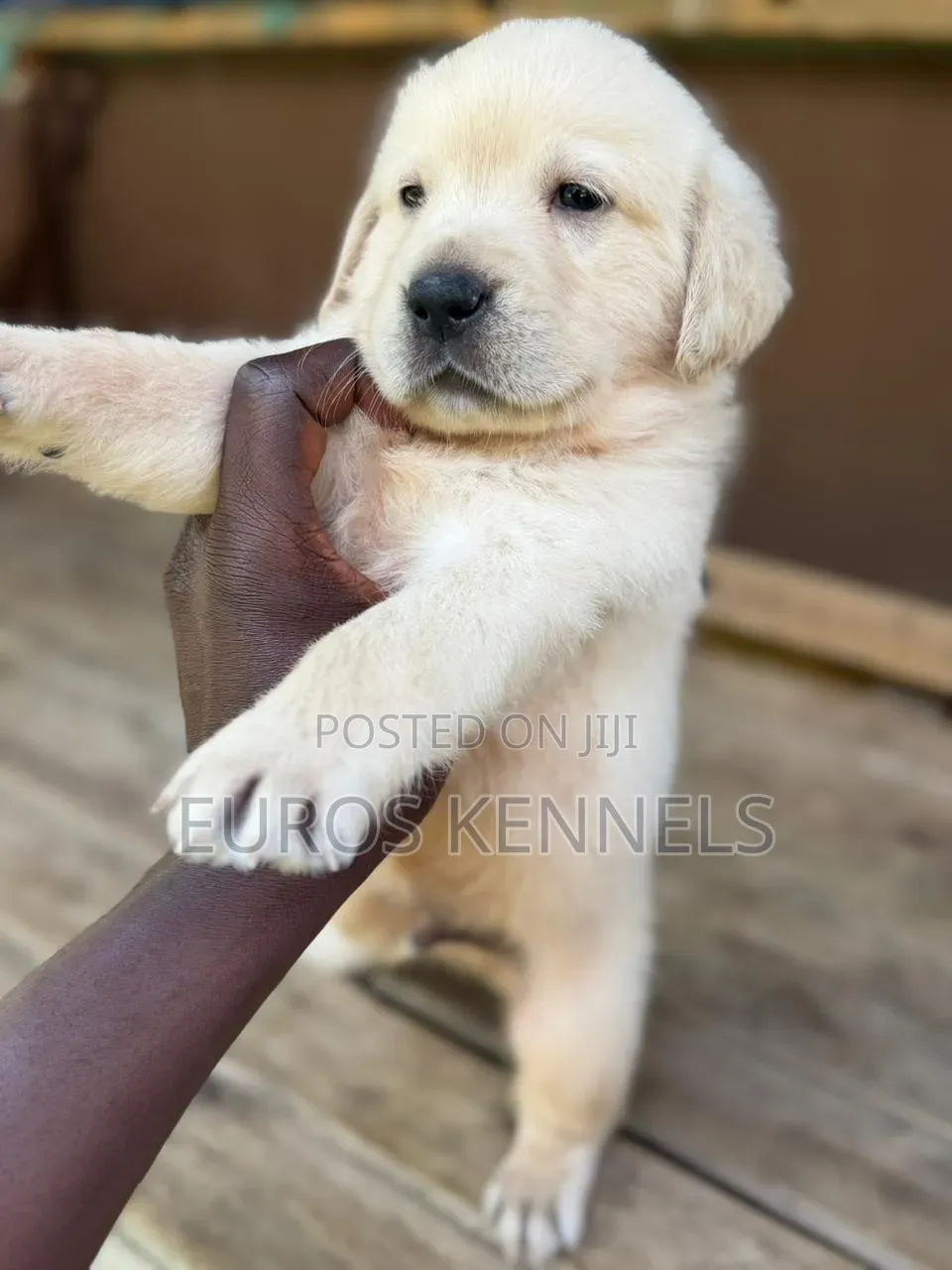 1-3 months Male Purebred Golden Retriever