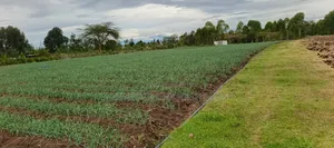 100 Acres for Sale –Subego Area Ndaragwa