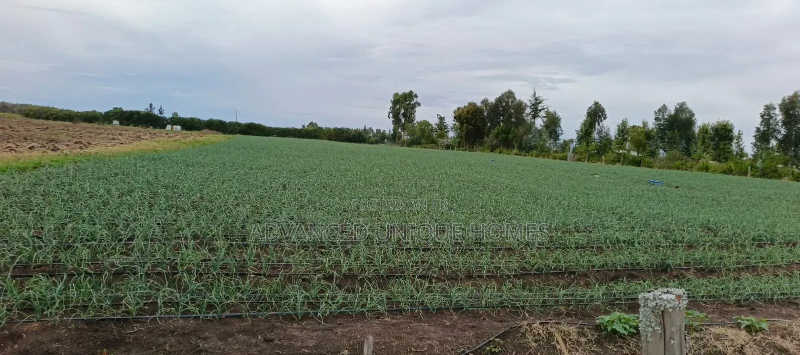 100 Acres for Sale –Subego Area Ndaragwa
