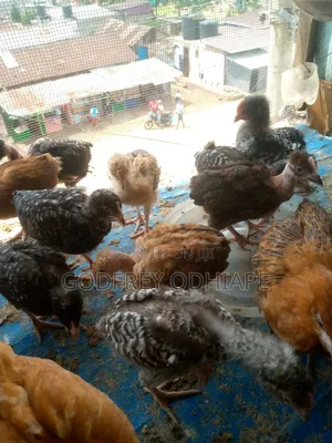 Pure Kienyeji Chicks