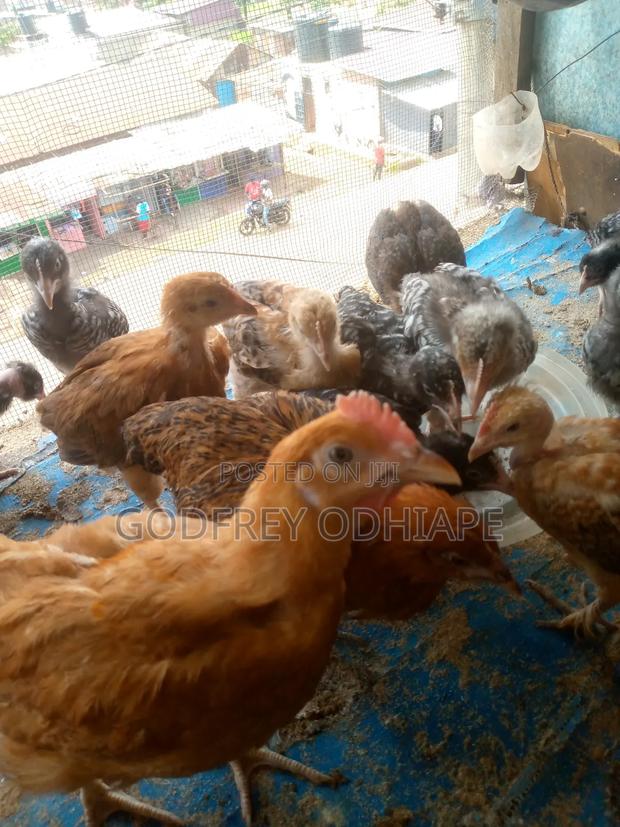 Pure Kienyeji Chicks - thumbnail 2