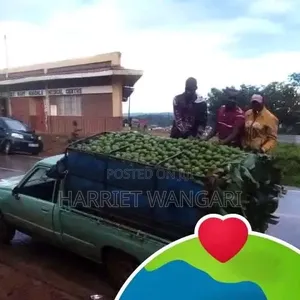 Reliable Avocado Supplier