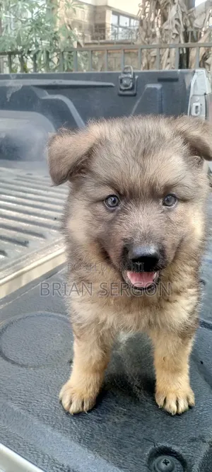 1-3 months Female Purebred German Shepherd