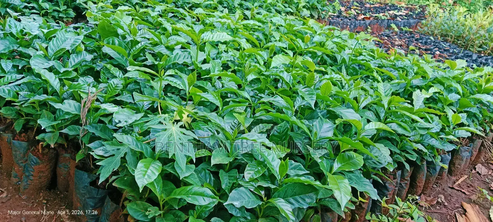 Bentham Tree Nursery
