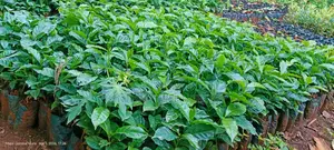 Bentham Tree Nursery