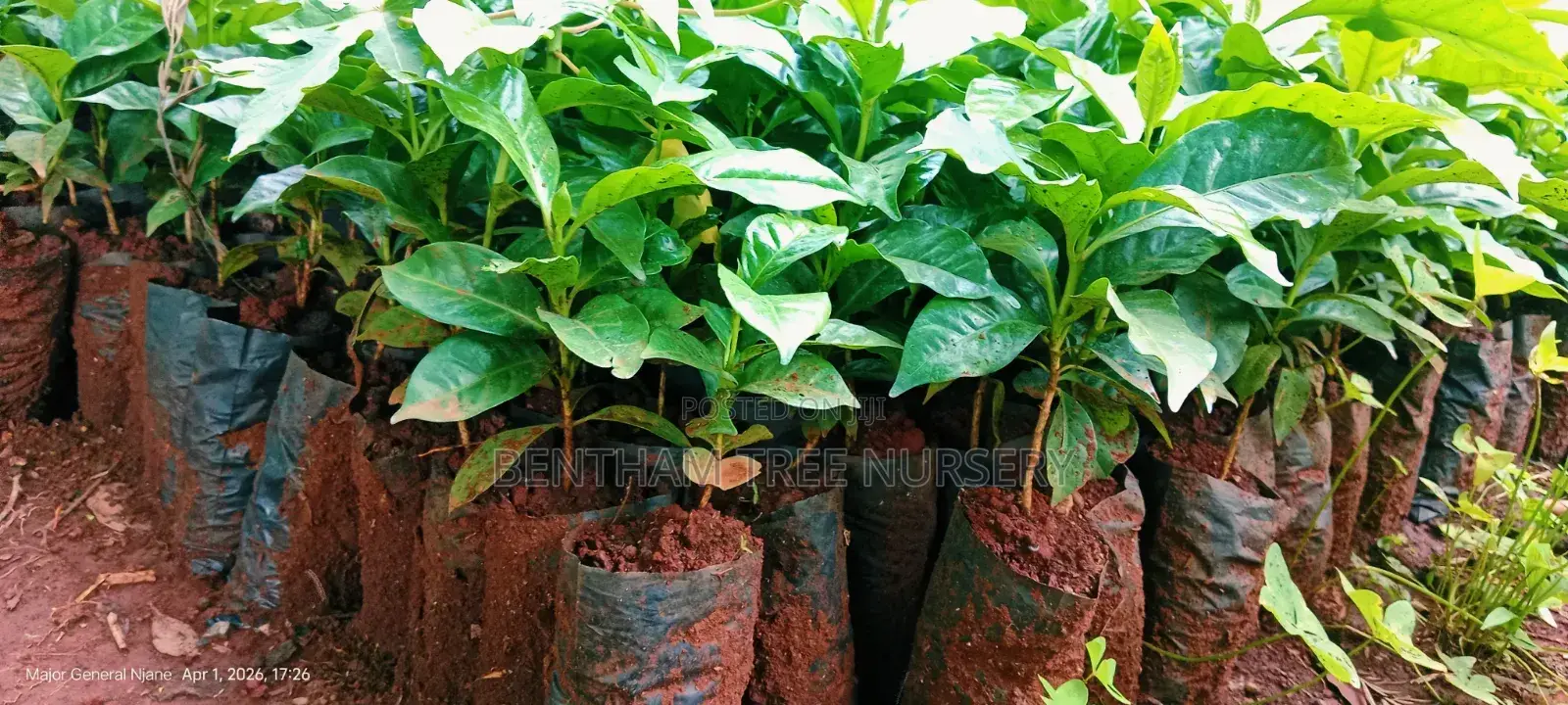 Bentham Tree Nursery