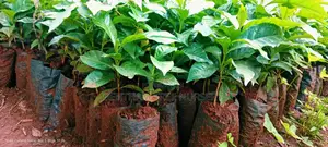 Bentham Tree Nursery