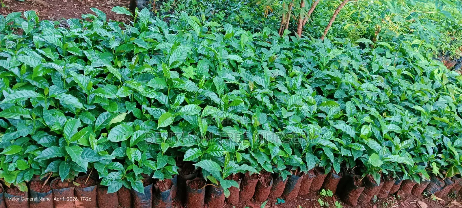 Bentham Tree Nursery
