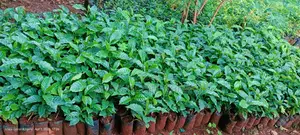 Bentham Tree Nursery
