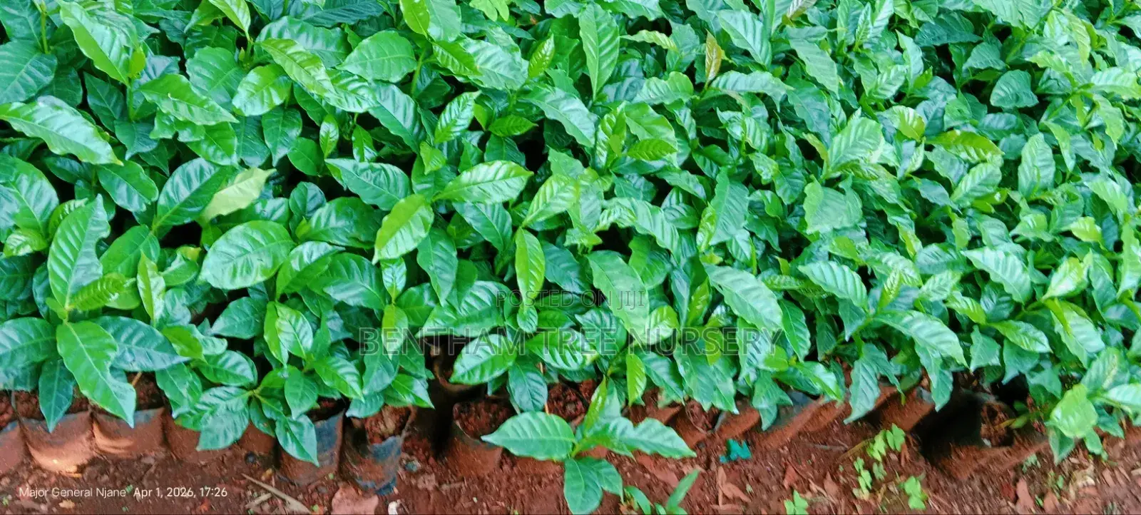 Bentham Tree Nursery