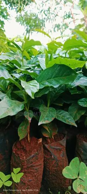 Bentham Tree Nursery