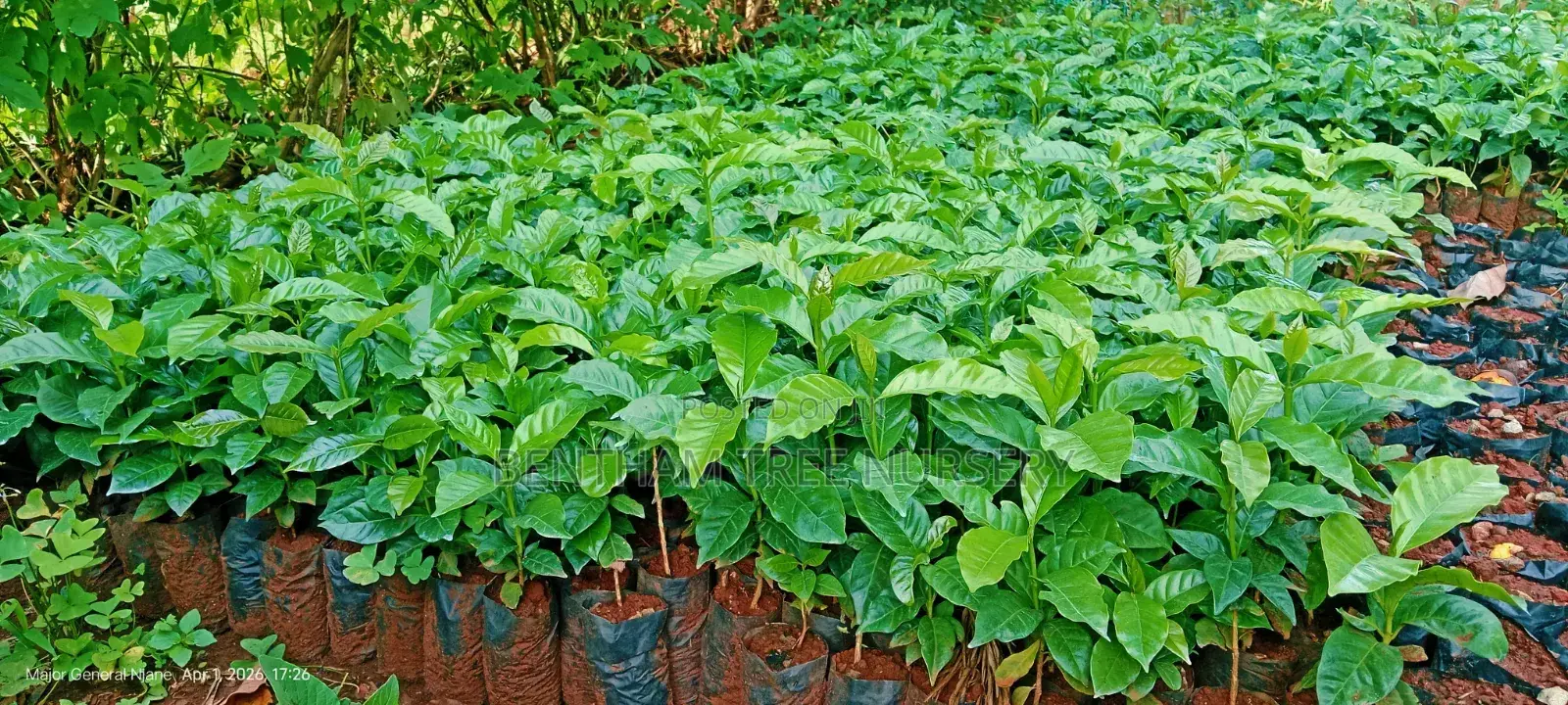 Bentham Tree Nursery