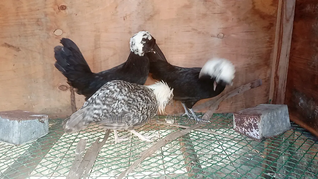 Crested Polish Available