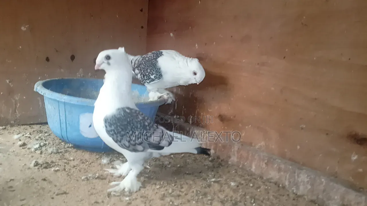 Satinet Pigeons Available