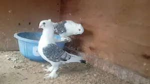 Satinet Pigeons Available