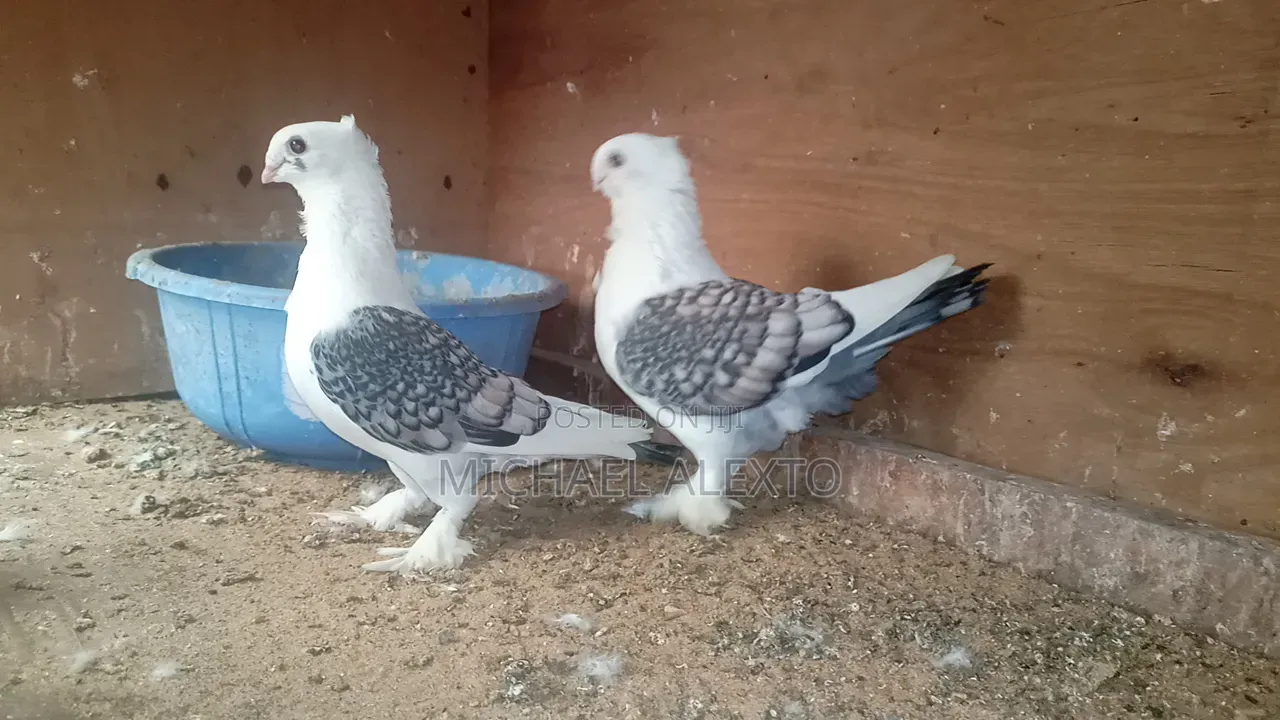 Satinet Pigeons Available