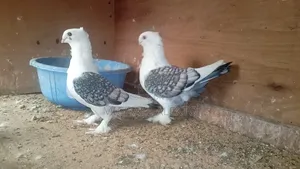 Satinet Pigeons Available