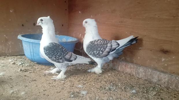 Satinet Pigeons Available - thumbnail 2