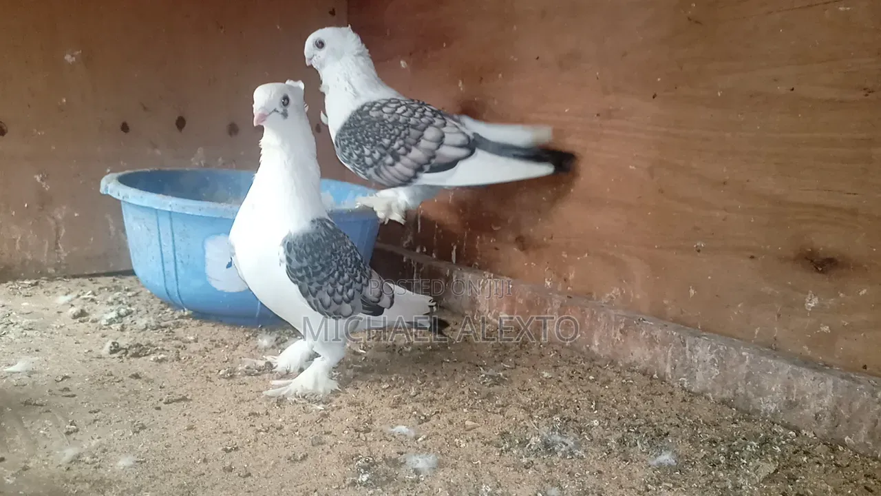 Satinet Pigeons Available