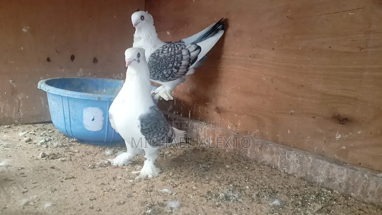 Satinet Pigeons Available