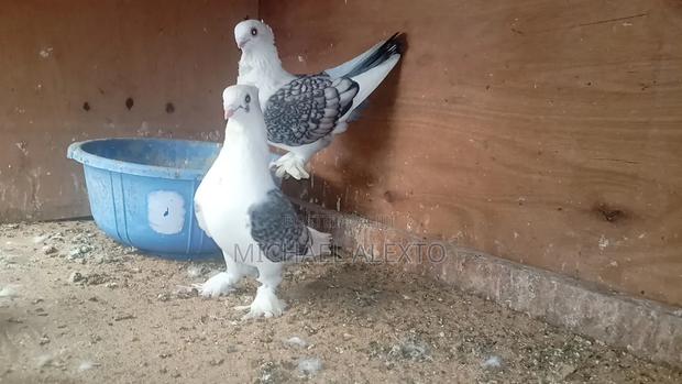 Satinet Pigeons Available - thumbnail 4