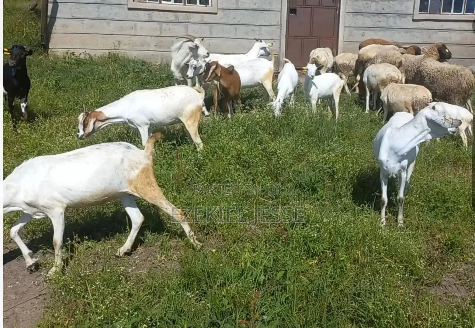 7 Acres Prime Land for Sale – Malaa/Joska Area