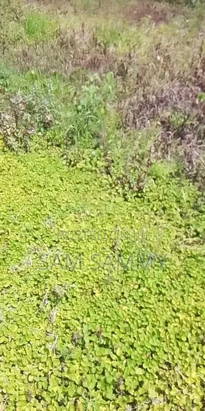 Plot for Sale