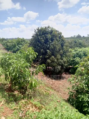 460 Acres of Land in Nakuru With Ready Hass Ovacados 150 Acres Mature