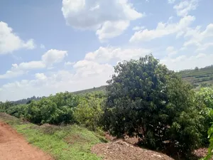 460 Acres of Land in Nakuru With Ready Hass Ovacados 150 Acres Mature