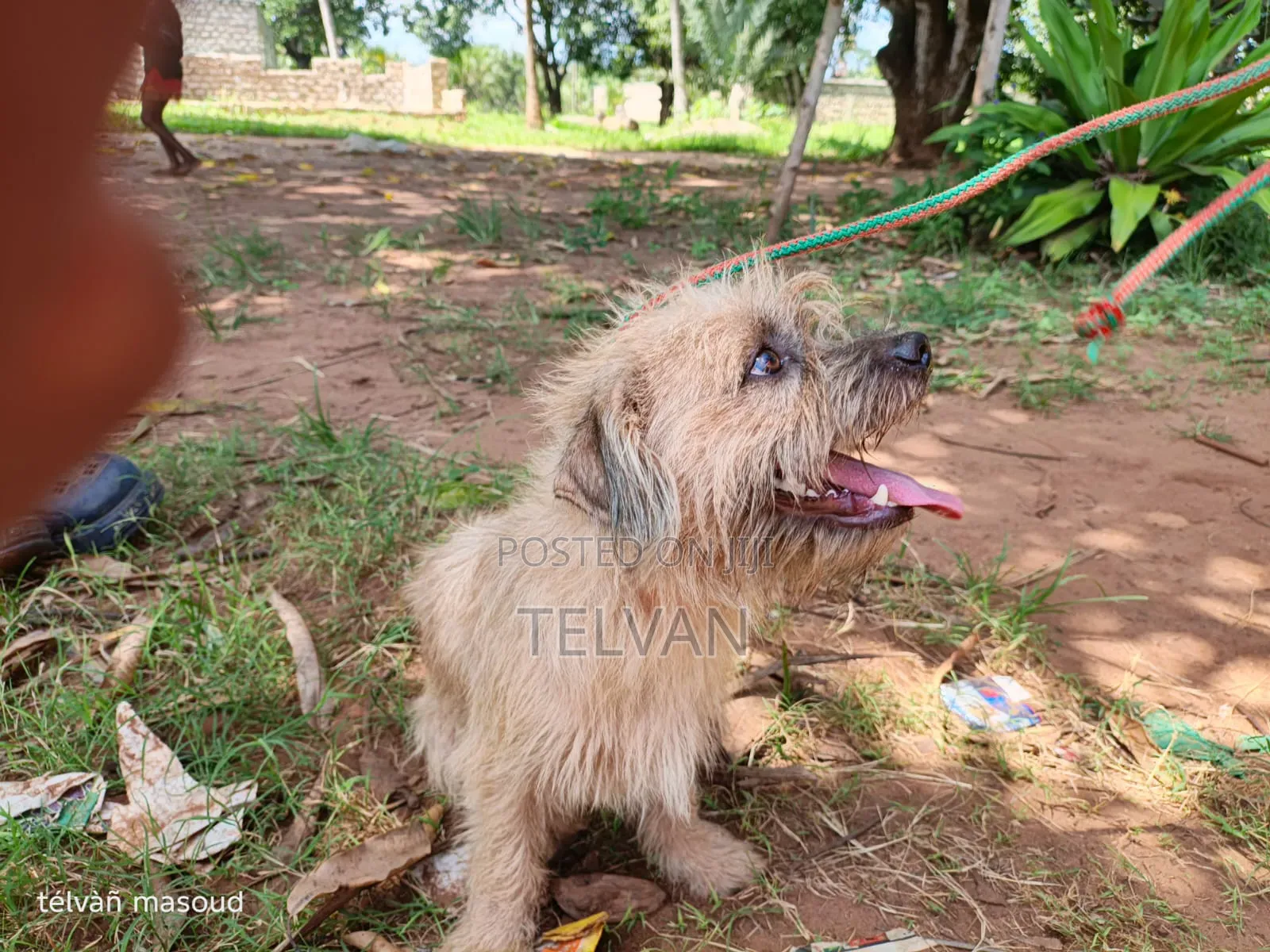 1+ year Male Purebred Border Terrier