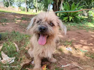 1+ year Male Purebred Border Terrier