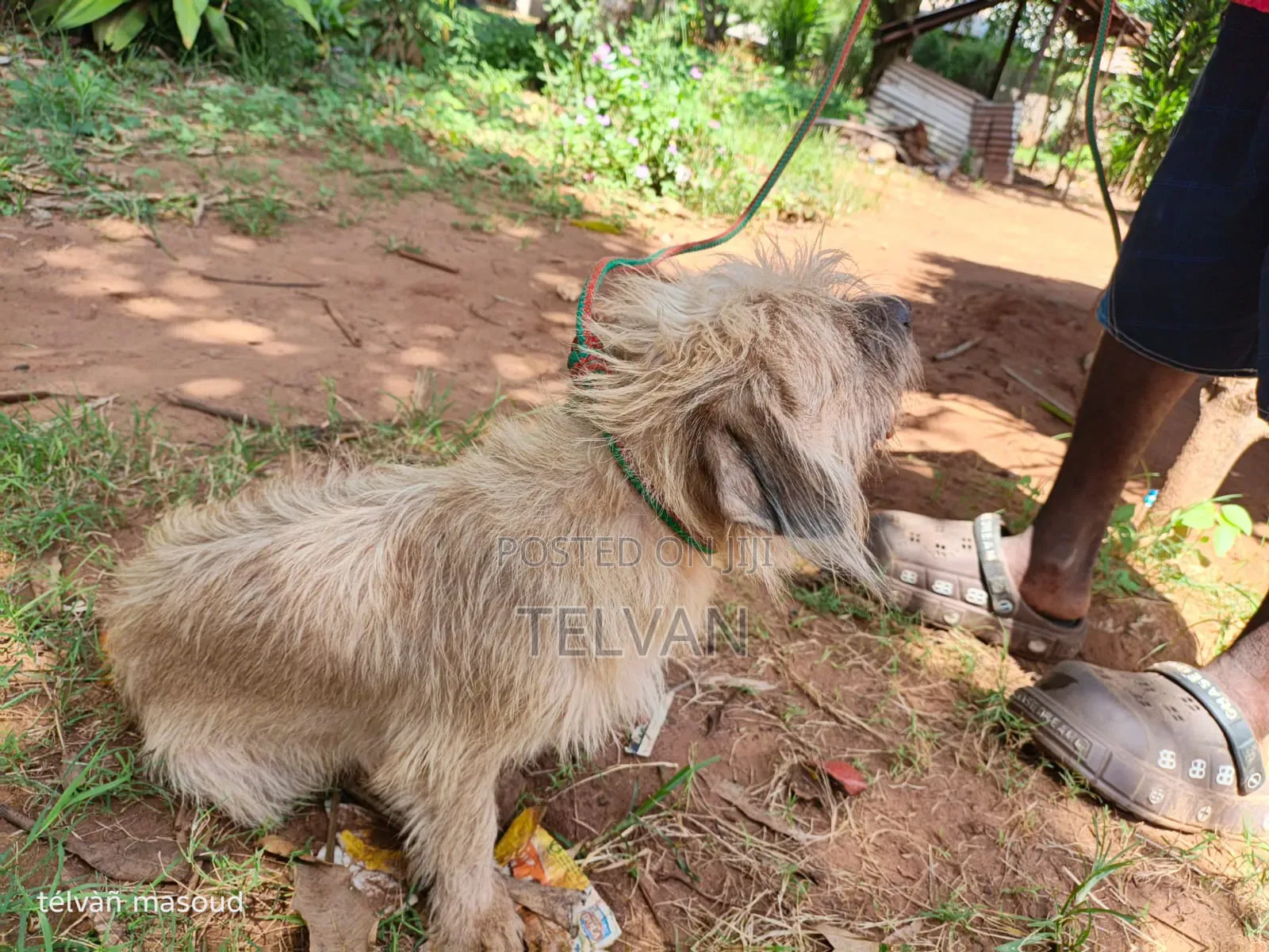 1+ year Male Purebred Border Terrier