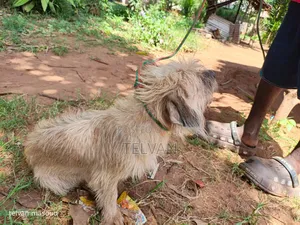 1+ year Male Purebred Border Terrier