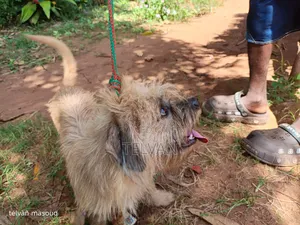 1+ year Male Purebred Border Terrier