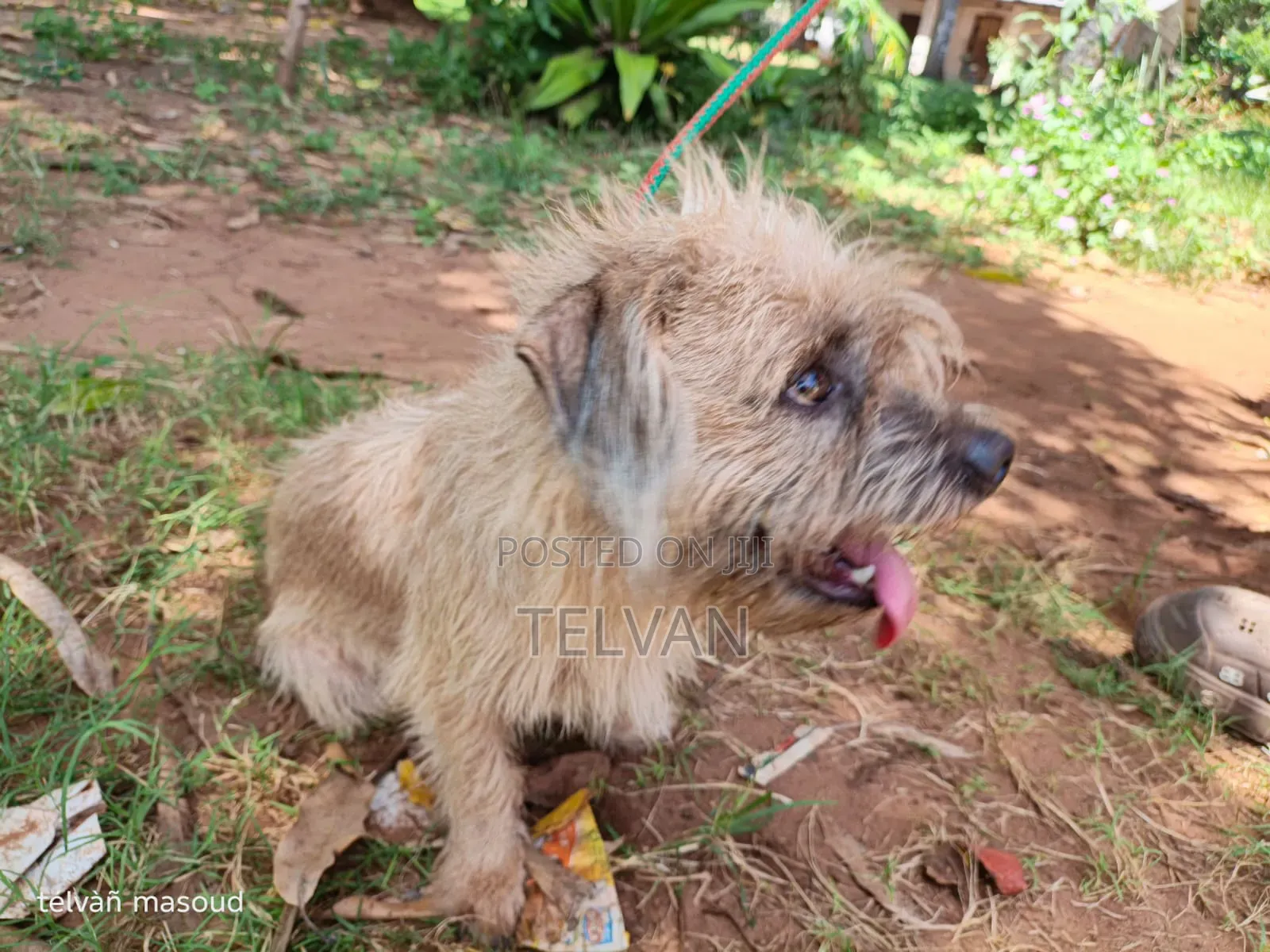 1+ year Male Purebred Border Terrier