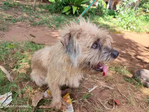 1+ year Male Purebred Border Terrier