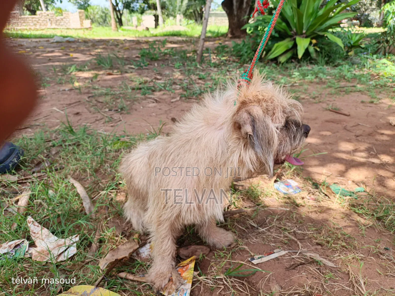 1+ year Male Purebred Border Terrier