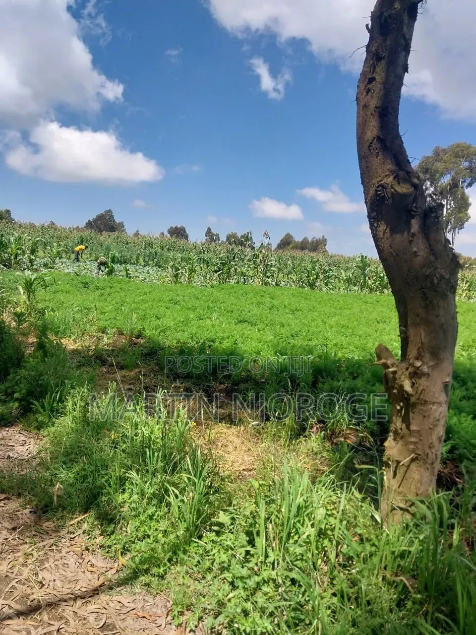 1⁄2 Acre Heni, South Kinangop Off Njabini/ Fryover Rd