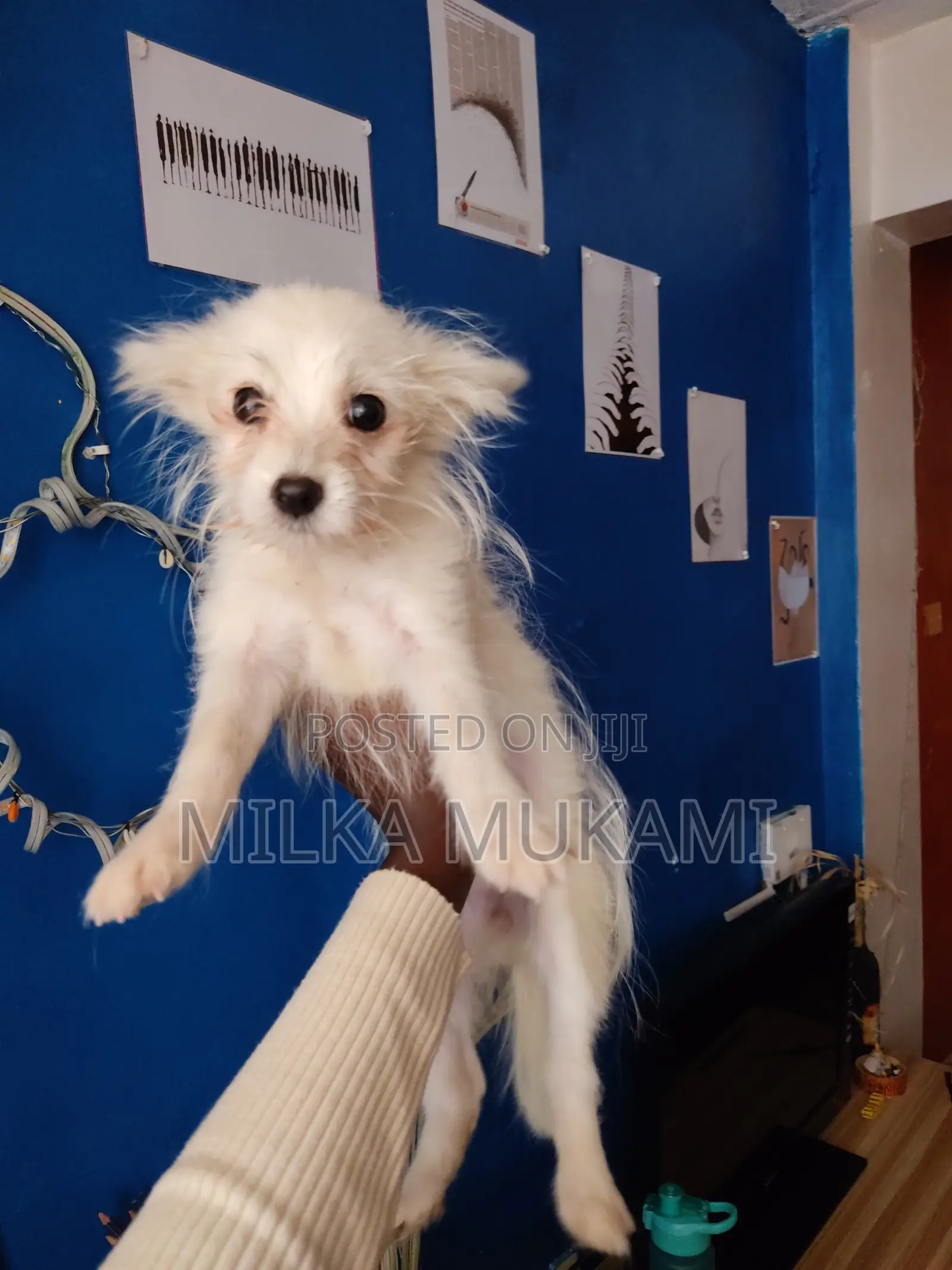 3-6 months Female Mixed Breed Maltese