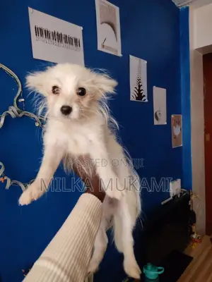3-6 months Female Mixed Breed Maltese