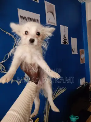3-6 months Female Mixed Breed Maltese