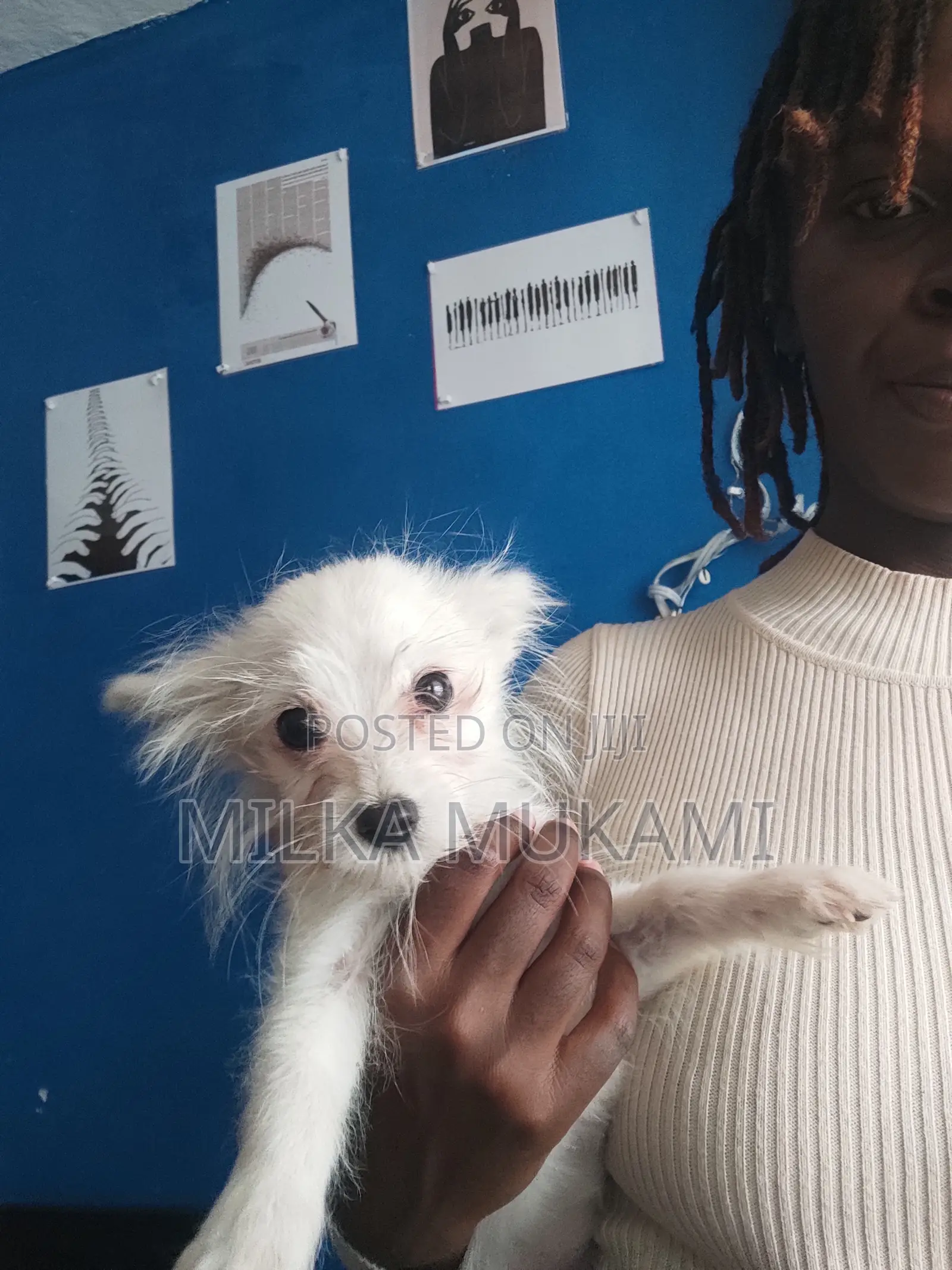 3-6 months Female Mixed Breed Maltese